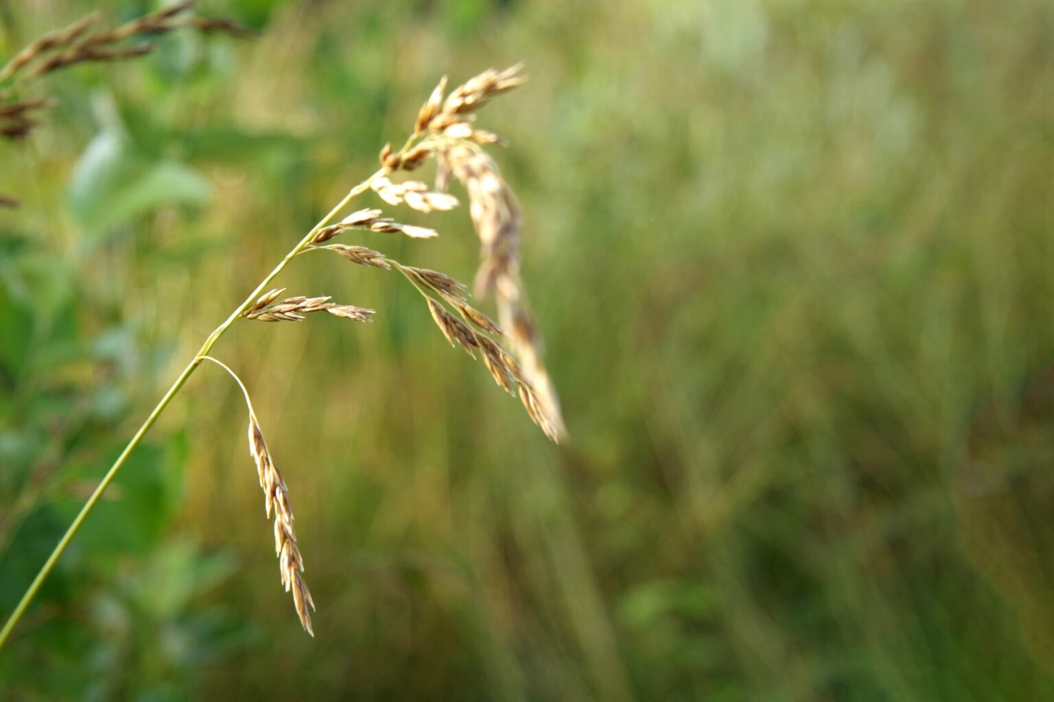 Fescue toxicity can Fescue grass cause liver disease in horses?